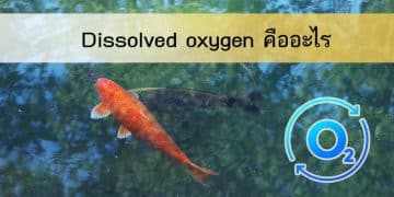 dissolved oxygen คืออะไร